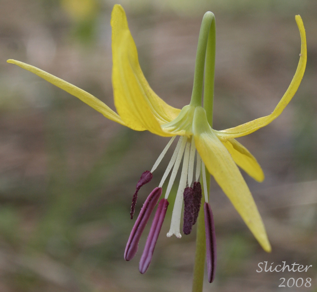 Glacier Lily, Yellow Fawnlily: Erythronium grandiflorum var. grandiflorum (Synonyms: Erythronium grandiflorum ssp. chrysandrum, Erythronium grandiflorum ssp. grandiflorum, Erythronium grandiflorum var. pallidum, Erythronium parviflorum)