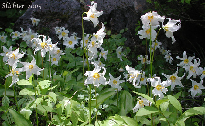 Alpine Fawnlily, Avalinche-lily, Avalanche Lily, White Avalanche-lily: Erythronium montanum