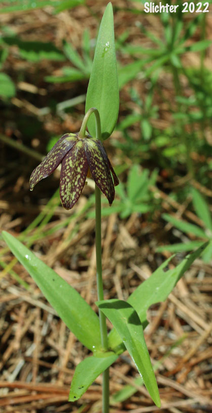Checker Lily, Chocolate Lily, Mission Bells: Fritillaria affinis (Synonym: Fritillaria lanceolata)