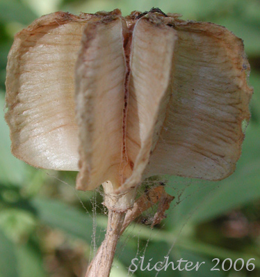 Seed pod of Checker Lily, Chocolate Lily, Mission Bells: Fritillaria affinis (Synonym: Fritillaria lanceolata)