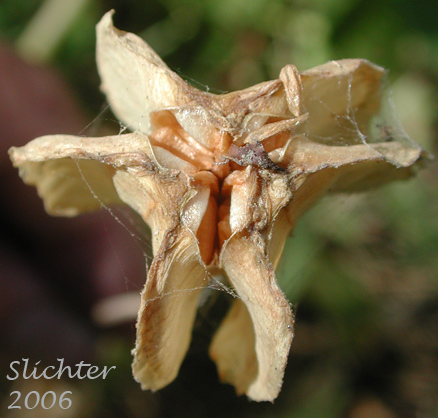 Seed Pod of Checker Lily, Chocolate Lily, Mission Bells: Fritillaria affinis (Synonym: Fritillaria lanceolata)