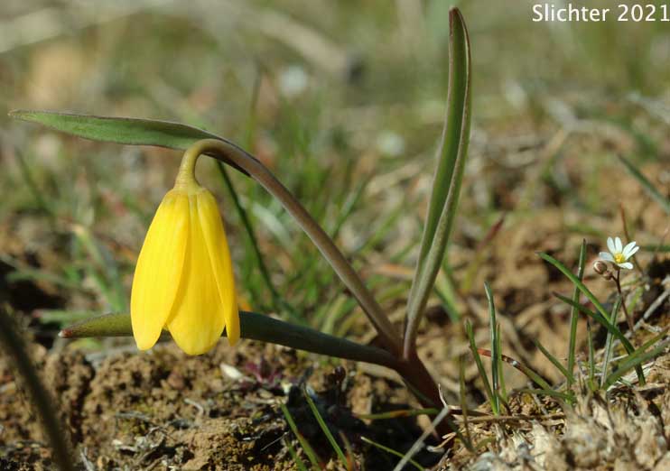 Yellow Bells, Yellow Fritillary, Yellow Missionbells: Fritillaria pudica (Synonyms: Lilium pudicum, Ochrocodon pudicus)