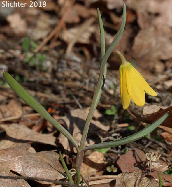 Yellow Bells, Yellow Fritillary, Yellow Missionbells: Fritillaria pudica (Synonyms: Lilium pudicum, Ochrocodon pudicus)