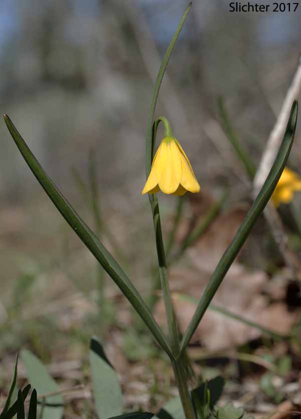 Yellow Bells, Yellow Fritillary, Yellow Missionbells: Fritillaria pudica (Synonyms: Lilium pudicum, Ochrocodon pudicus)