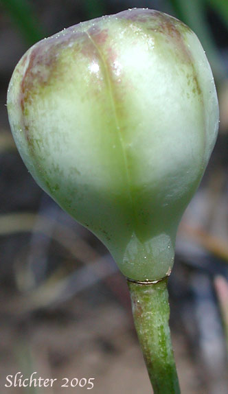 Seed Pod of Yellow Bells, Yellow Fritillary, Yellow Missionbells: Fritillaria pudica (Synonyms: Lilium pudicum, Ochrocodon pudicus)