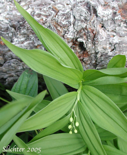 Small False Solomon's Seal, Star-flowered False Solomon Seal, Starry False Lily-of-the-valley, Starry False Solomon's Seal, Starry Solomon Plume: Maianthemum stellatum (Synonyms: Convallaria stellata, Smilacina liliacea, Smilacina sessilifolia, Smilacina stellata, Unifolium liliaceum, Unifolium sessilifolium, Unifolium stellatum, Vagnera liliacea, Vagnera sessilifolia, Vagnera stellata)
