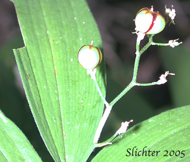 Fruits of Small False Solomon's Seal, Star-flowered False Solomon Seal, Starry False Lily-of-the-valley, Starry False Solomon's Seal, Starry Solomon Plume: Maianthemum stellatum (Synonyms: Convallaria stellata, Smilacina liliacea, Smilacina sessilifolia, Smilacina stellata, Unifolium liliaceum, Unifolium sessilifolium, Unifolium stellatum, Vagnera liliacea, Vagnera sessilifolia, Vagnera stellata)