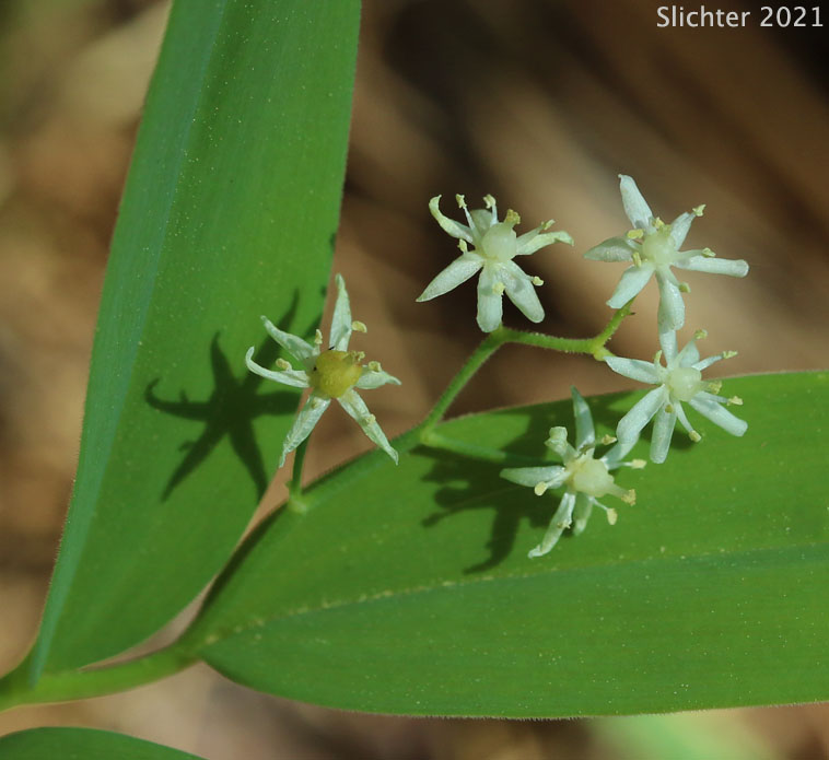 Inflorescence of Small False Solomon's Seal, Star-flowered False Solomon Seal, Starry False Lily-of-the-valley, Starry False Solomon's Seal, Starry Solomon Plume: Maianthemum stellatum (Synonyms: Convallaria stellata, Smilacina liliacea, Smilacina sessilifolia, Smilacina stellata, Unifolium liliaceum, Unifolium sessilifolium, Unifolium stellatum, Vagnera liliacea, Vagnera sessilifolia, Vagnera stellata)
