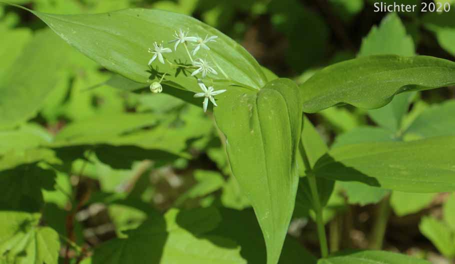 Small False Solomon's Seal, Star-flowered False Solomon Seal, Starry False Lily-of-the-valley, Starry False Solomon's Seal, Starry Solomon Plume: Maianthemum stellatum (Synonyms: Convallaria stellata, Smilacina liliacea, Smilacina sessilifolia, Smilacina stellata, Unifolium liliaceum, Unifolium sessilifolium, Unifolium stellatum, Vagnera liliacea, Vagnera sessilifolia, Vagnera stellata)