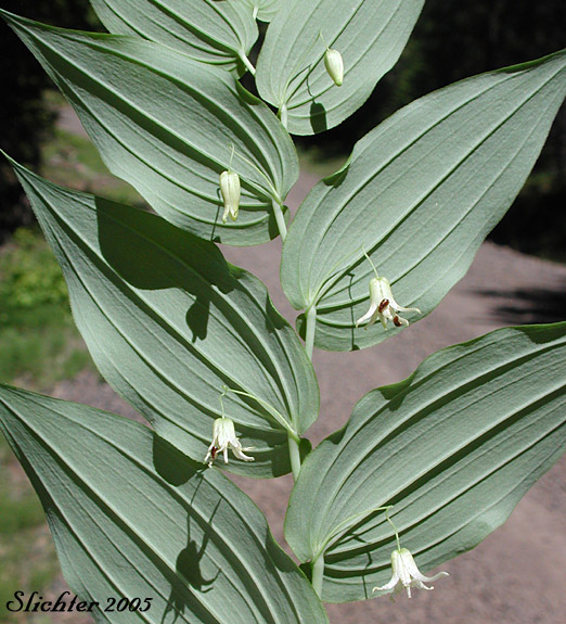 Axillary flowers and leaves of Clasp-leaf Twisted-stalk, Claspingleaf Twistedstalk, Clasping-leaf Twisted Stalk, Clasping Twisted-stalk, Cucumber Root: Streptopus amplexifolius (Synonyms: Streptopus amplexifolius var. americanus, Streptopus amplexifolius var. amplexifolius, Streptopus amplexifolius var. chalazatus)