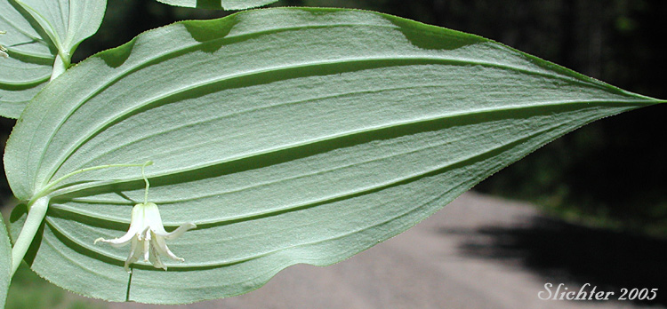 Leaf and flower of Clasp-leaf Twisted-stalk, Claspingleaf Twistedstalk, Clasping-leaf Twisted Stalk, Clasping Twisted-stalk, Cucumber Root: Streptopus amplexifolius (Synonyms: Streptopus amplexifolius var. americanus, Streptopus amplexifolius var. amplexifolius, Streptopus amplexifolius var. chalazatus)