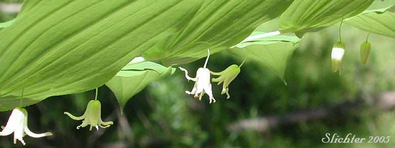 Pendant flowers of Clasp-leaf Twisted-stalk, Claspingleaf Twistedstalk, Clasping-leaf Twisted Stalk, Clasping Twisted-stalk, Cucumber Root: Streptopus amplexifolius (Synonyms: Streptopus amplexifolius var. americanus, Streptopus amplexifolius var. amplexifolius, Streptopus amplexifolius var. chalazatus)