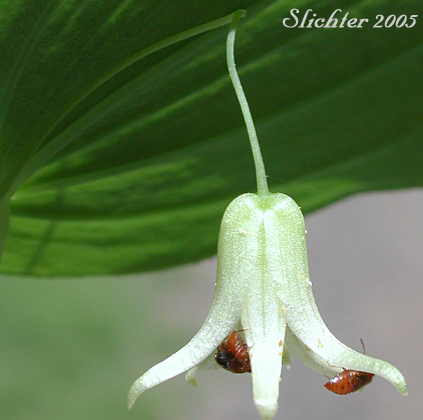 Flower of Clasp-leaf Twisted-stalk, Claspingleaf Twistedstalk, Clasping-leaf Twisted Stalk, Clasping Twisted-stalk, Cucumber Root: Streptopus amplexifolius (Synonyms: Streptopus amplexifolius var. americanus, Streptopus amplexifolius var. amplexifolius, Streptopus amplexifolius var. chalazatus)