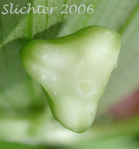 Fruit of Rosy Twistedstalk, Rosy Twisted Stalk, Rosy Twisted-stalk, Simplestem Twistedstalk, Simple-stemmed Twisted-stalk: Streptopus lanceolatus (Synonyms: Strepatopus curvipes, Streptopus lanceolatus var. curvipes, Streptopus roseus, Streptopus roseus var. curvipes)