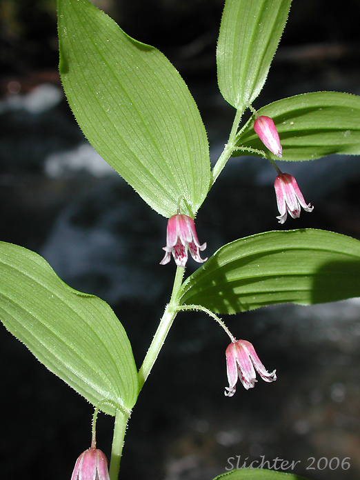 Rosy Twistedstalk, Rosy Twisted Stalk, Rosy Twisted-stalk, Simplestem Twistedstalk, Simple-stemmed Twisted-stalk: Streptopus lanceolatus (Synonyms: Strepatopus curvipes, Streptopus lanceolatus var. curvipes, Streptopus roseus, Streptopus roseus var. curvipes)