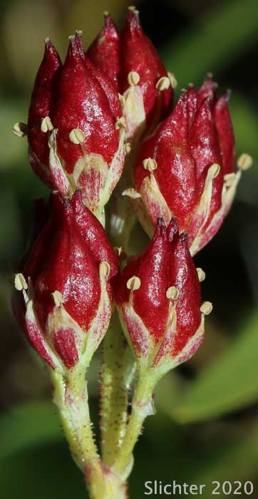Maturing fruits of Sticky Asphodel, Sticky Tofieldia, Tofieldia: Triantha occidentalis ssp. brevistyla (Synonyms: Tofieldia glutinosa ssp. absona, Tofieldia glutinosa ssp. brevistyla, Tofieldia glutinosa var. absona, Tofieldia glutinosa var. brevistyla, Tofieldia glutinosa var. intermedia)