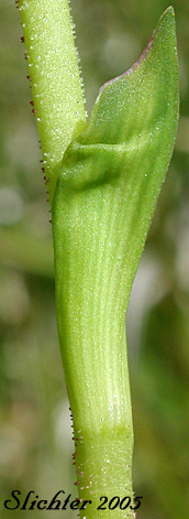Sticky stem of Sticky Asphodel, Sticky Tofieldia, Tofieldia: Triantha occidentalis ssp. brevistyla (Synonyms: Tofieldia glutinosa ssp. absona, Tofieldia glutinosa ssp. brevistyla, Tofieldia glutinosa var. absona, Tofieldia glutinosa var. brevistyla, Tofieldia glutinosa var. intermedia)