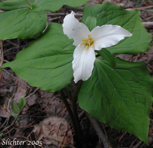 Pacific Trillium, Western Wake-robin, Western Trillium: Trillium ovatum ssp. ovatum (Synonym: Trillium ovatum var. ovatum)