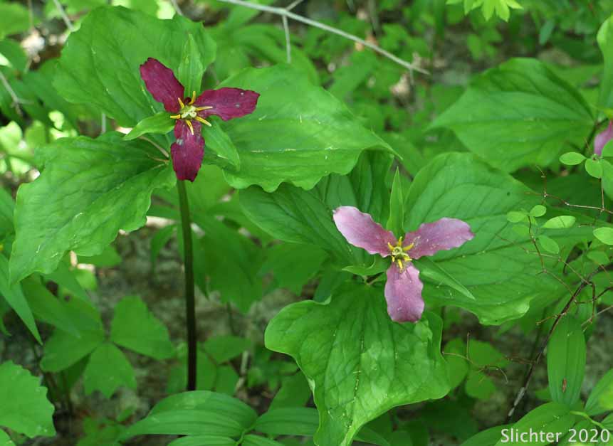 Pacific Trillium, Western Wake-robin, Western Trillium: Trillium ovatum ssp. ovatum (Synonym: Trillium ovatum var. ovatum)
