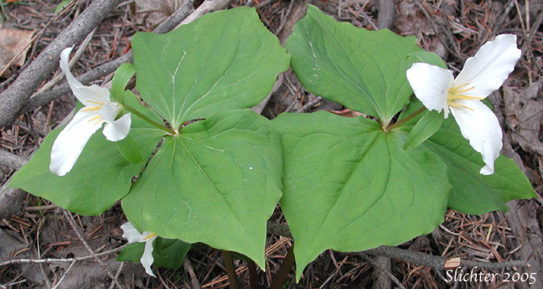 Pacific Trillium, Western Wake-robin, Western Trillium: Trillium ovatum ssp. ovatum (Synonym: Trillium ovatum var. ovatum)
