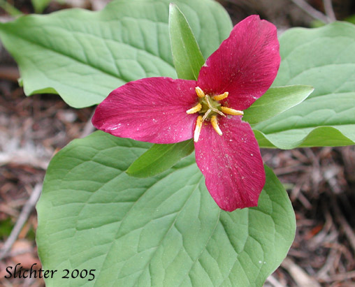 Pacific Trillium, Western Wake-robin, Western Trillium: Trillium ovatum ssp. ovatum (Synonym: Trillium ovatum var. ovatum)