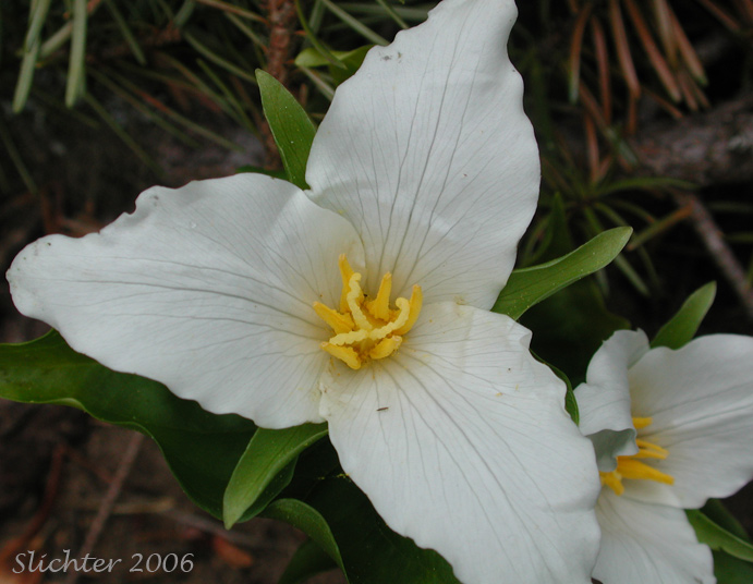 Pacific Trillium, Western Wake-robin, Western Trillium: Trillium ovatum ssp. ovatum (Synonym: Trillium ovatum var. ovatum)