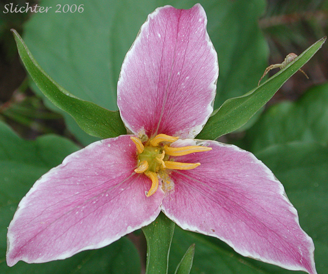 Pacific Trillium, Western Wake-robin, Western Trillium: Trillium ovatum ssp. ovatum (Synonym: Trillium ovatum var. ovatum)