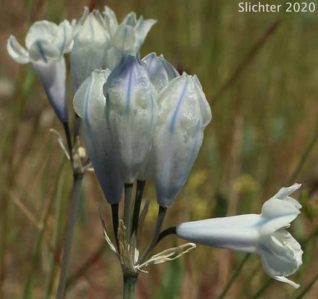 Inflorescence of Bi-colored Cluster Lily, Blue Dicks, Blue-lily, Blue Umber Lily, Douglas' Cluster Lily, Howell's Lily, Howell's Triteleia, Large-flowered Triteleia: Triteleia grandiflora var. howellii (Synonyms: Brodiaea bicolor, Brodiaea douglasii, Brodiaea douglasii var. howellii, Brodiaea howellii , Triteleia bicolor, Triteleia grandiflora, Triteleia grandiflora ssp. grandiflora, Triteleia grandiflora ssp. howellii, Triteleia grandiflora var. grandiflora, Triteleia howellii)