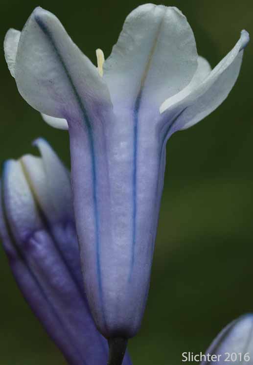 Close-up sideview of a flower of Bi-colored Cluster Lily, Blue Dicks, Blue-lily, Blue Umber Lily, Douglas' Cluster Lily, Howell's Lily, Howell's Triteleia, Large-flowered Triteleia: Triteleia grandiflora var. howellii (Synonyms: Brodiaea bicolor, Brodiaea douglasii, Brodiaea douglasii var. howellii, Brodiaea howellii , Triteleia bicolor, Triteleia grandiflora, Triteleia grandiflora ssp. grandiflora, Triteleia grandiflora ssp. howellii, Triteleia grandiflora var. grandiflora, Triteleia howellii)