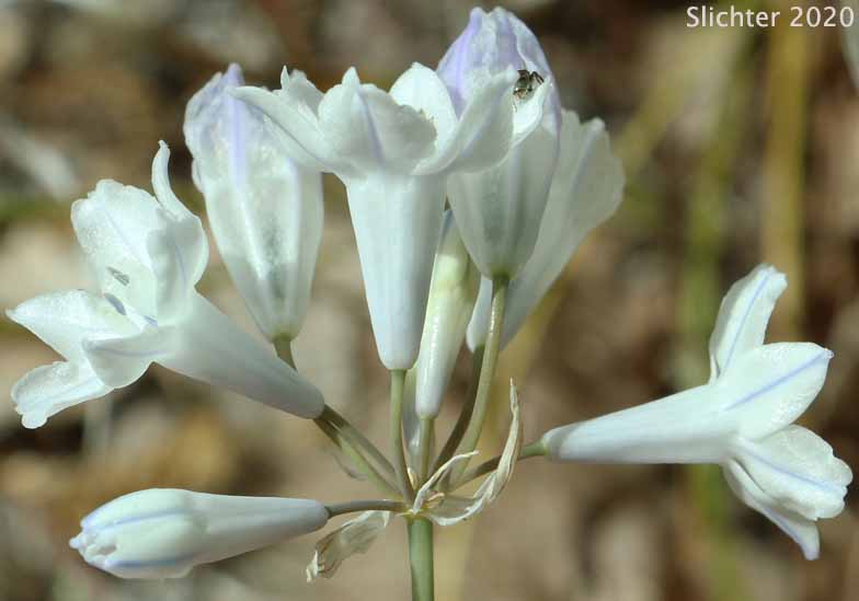 Inflorescence of Bi-colored Cluster Lily, Blue Dicks, Blue-lily, Blue Umber Lily, Douglas' Cluster Lily, Howell's Lily, Howell's Triteleia, Large-flowered Triteleia: Triteleia grandiflora var. howellii (Synonyms: Brodiaea bicolor, Brodiaea douglasii, Brodiaea douglasii var. howellii, Brodiaea howellii , Triteleia bicolor, Triteleia grandiflora, Triteleia grandiflora ssp. grandiflora, Triteleia grandiflora ssp. howellii, Triteleia grandiflora var. grandiflora, Triteleia howellii)
