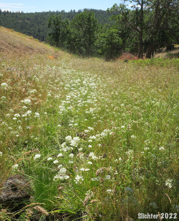 Habitat of Hyacinth Cluster Lily, Hyacinth Brodiaea, Hyacinth Triteleia, White Triteleia, White Brodiaea, Fool's-onion: Triteleia hyacinthina (Synonyms: Brodiaea dissimulata, Brodiaea hyacinthina, Hesperoscordum hyacinthinum, Triteleia hyacinthina var. hyacinthina)