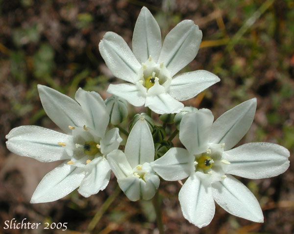 Fool's Onion, Hyacinth Brodiaea, Hyacinth Cluster Lily, Hyacinth Triteleia, White Brodiaea, White Triteleia: Triteleia hyacinthina (Synonyms: Brodiaea dissimulata, Brodiaea hyacinthina, Hesperoscordum hyacinthinum, Triteleia hyacinthina var. hyacinthina)