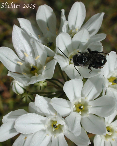 Close-up of the flowers of Hyacinth Cluster Lily, Hyacinth Brodiaea: Triteleia hyacinthina (Synonyms: Brodiaea dissimulata, Brodiaea hyacinthina, Hesperoscordum hyacinthinum, Triteleia hyacinthina var. hyacinthina)
