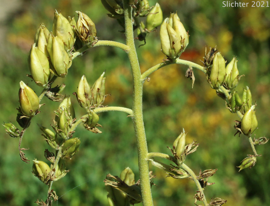 Maturing fruits of American Wild Hellebore, Green False Hellebore, Indian Poke: Veratrum viride var. eschscholtziianum (Synonyms: Veratrum eschscholtzianum, Veratrum eschscholtzii, Veratrum eschscholtzii var. incriminatum, Veratrum viride ssp. eschscholtzii, Veratrum viride var. escholtzii)