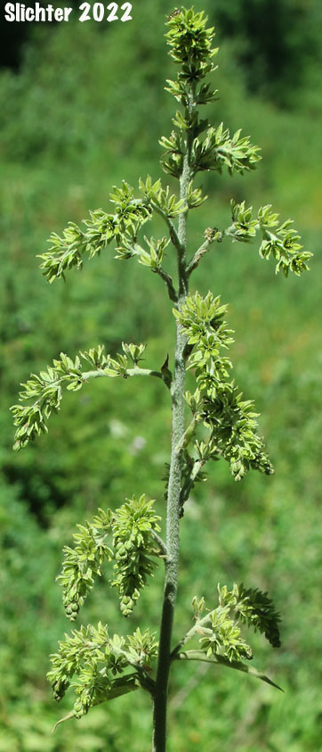 American Wild Hellebore, Green False Hellebore, Indian Poke: Veratrum viride var. eschscholtziianum (Synonyms: Veratrum eschscholtzianum, Veratrum eschscholtzii, Veratrum eschscholtzii var. incriminatum, Veratrum viride ssp. eschscholtzii, Veratrum viride var. escholtzii)