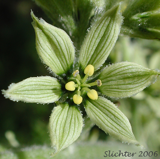 Flower of Indian Poke, Green False Hellebore, American Wild Hellebore: Veratrum viride var. eschscholtzii