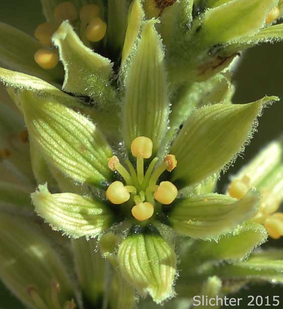 American Wild Hellebore, Green False Hellebore, Indian Poke: Veratrum viride var. eschscholtziianum (Synonyms: Veratrum eschscholtzianum, Veratrum eschscholtzii, Veratrum eschscholtzii var. incriminatum, Veratrum viride ssp. eschscholtzii, Veratrum viride var. escholtzii)