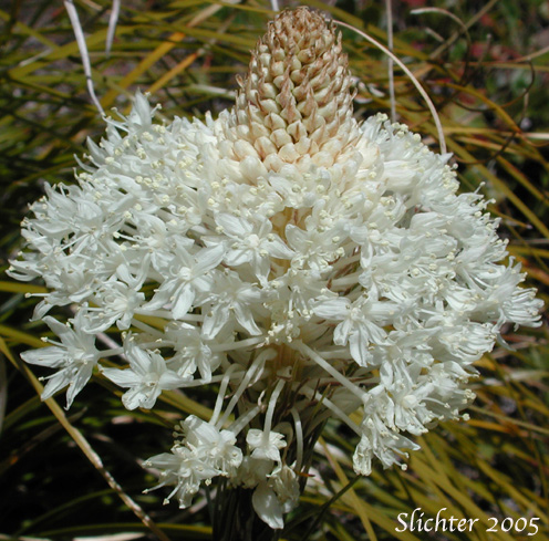 Inflorescence of Bear Grass, Common Beargrass, Western Turkeybeard: Xerophyllum tenax (Synonyms: Helonias tenax, Xerophyllum douglasii)