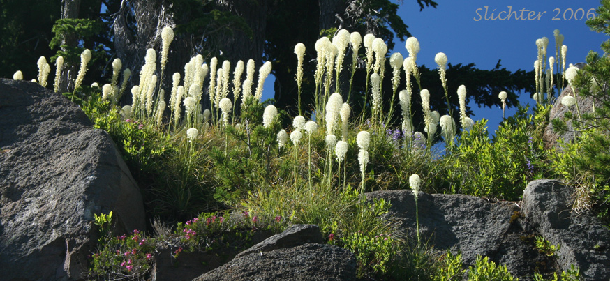 Bear Grass, Common Beargrass, Western Turkeybeard: Xerophyllum tenax (Synonyms: Helonias tenax, Xerophyllum douglasii)