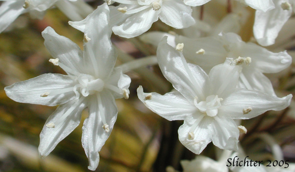 Flowers of Bear Grass, Common Beargrass, Western Turkeybeard: Xerophyllum tenax (Synonyms: Helonias tenax, Xerophyllum douglasii)