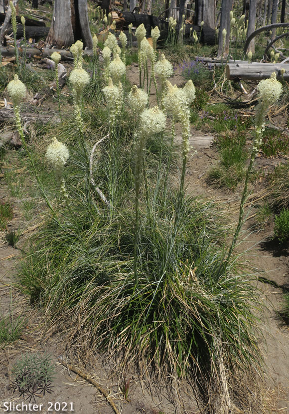 Bear Grass, Common Beargrass, Western Turkeybeard: Xerophyllum tenax (Synonyms: Helonias tenax, Xerophyllum douglasii)
