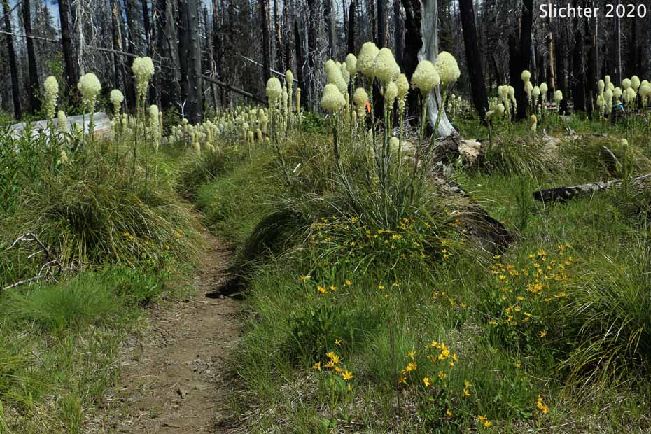 Bear Grass, Common Beargrass, Western Turkeybeard: Xerophyllum tenax (Synonyms: Helonias tenax, Xerophyllum douglasii)