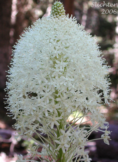 Inflorescence of Bear Grass, Common Beargrass, Western Turkeybeard: Xerophyllum tenax (Synonyms: Helonias tenax, Xerophyllum douglasii)