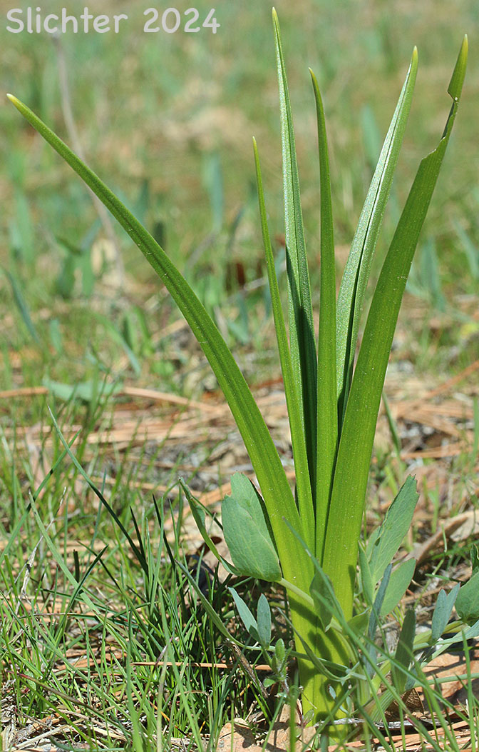 Basal leaves of Foothill Death Camas, Panicled Deathcamas, Panicled Death Camas, Panicled Death-camas, Panicled Zigadenus, Sand Corn: Toxicoscordion paniculatum (Synonyms: Helonias paniculatus, Zigadenus paniculatus)