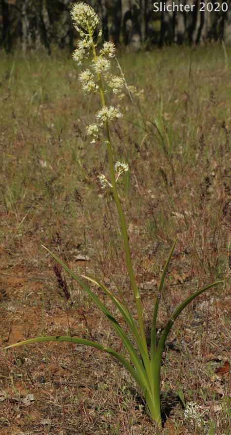 Foothill Death Camas, Panicled Deathcamas, Panicled Death Camas, Panicled Death-camas, Panicled Zigadenus, Sand Corn: Toxicoscordion paniculatum (Synonyms: Helonias paniculatus, Zigadenus paniculatus)