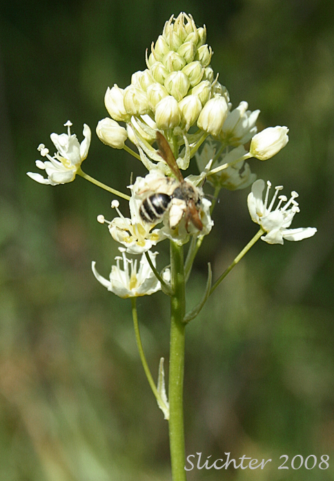 Inflorescence of Common Death Camas, Deadly Zigadenus, Meadow Death Camas: Toxicoscordion venenosum (Synonyms: Toxicoscordion gramineum, Zigadenus gramineus, Zigadenus intermedius, Zigadenus venenosus, Zigadenus venenosus var. gramineus, Zigadenus venenosus var. venenosus)