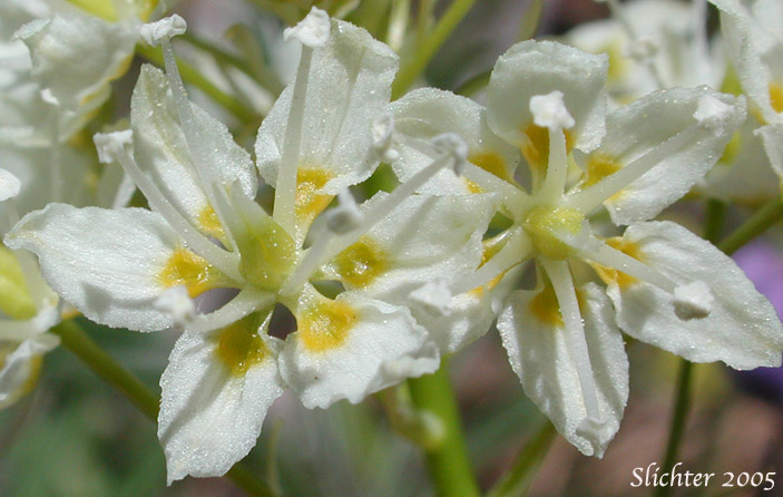 Flowers of Common Death Camas, Deadly Zigadenus, Meadow Death Camas: Toxicoscordion venenosum (Synonyms: Toxicoscordion gramineum, Zigadenus gramineus, Zigadenus intermedius, Zigadenus venenosus, Zigadenus venenosus var. gramineus, Zigadenus venenosus var. venenosus)
