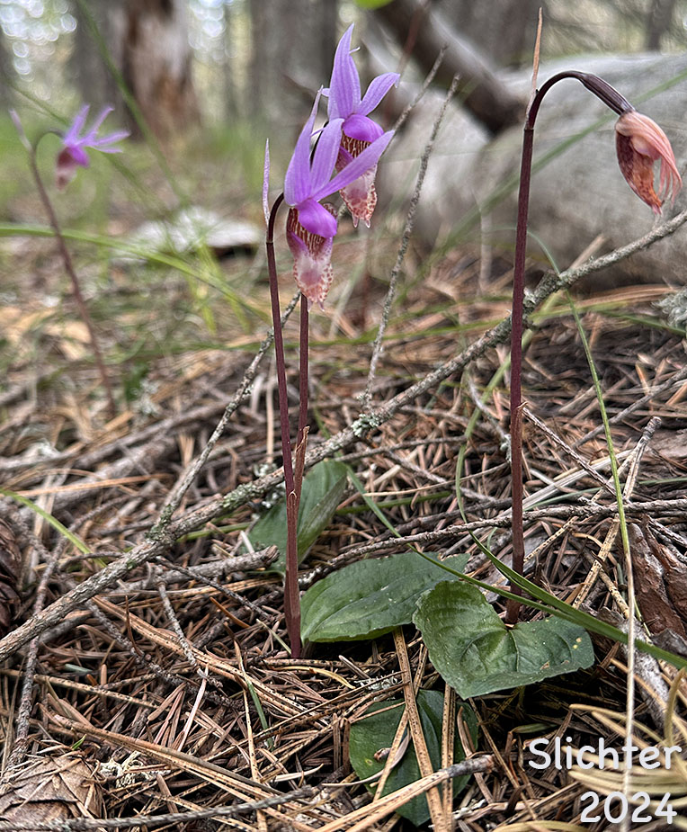 Calypso, Calypso Orchid, Fairy Slipper, Fairy Slipper Orchid: Calypso bulbosa var. occieentalis (Synonym: Calypso bulbosa ssp. occidentalis)