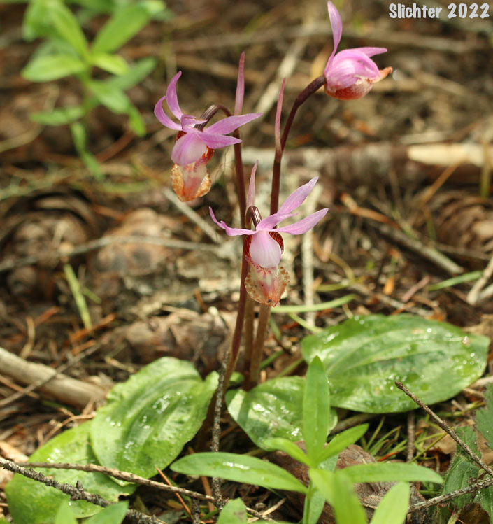Calypso, Calypso Orchid, Fairy Slipper, Fairy Slipper Orchid: Calypso bulbosa var. occieentalis (Synonym: Calypso bulbosa ssp. occidentalis)