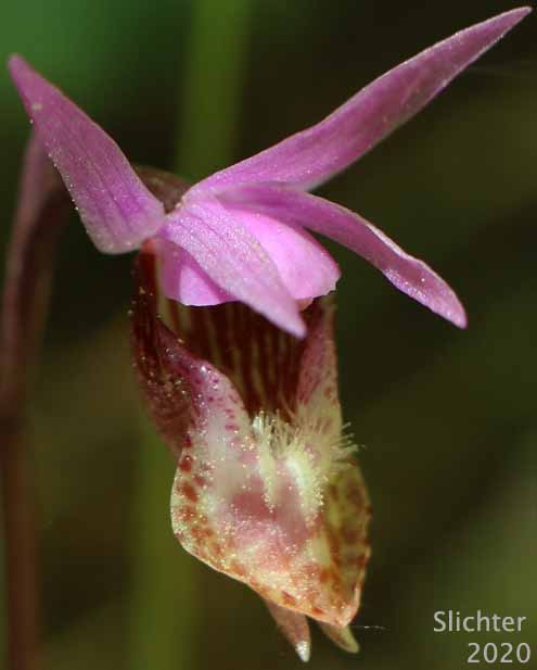 Calypso, Calypso Orchid, Fairy Slipper, Fairy Slipper Orchid: Calypso bulbosa var. occieentalis (Synonym: Calypso bulbosa ssp. occidentalis)